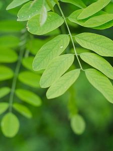 Preview wallpaper branch, leaves, macro