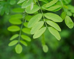 Preview wallpaper branch, leaves, macro