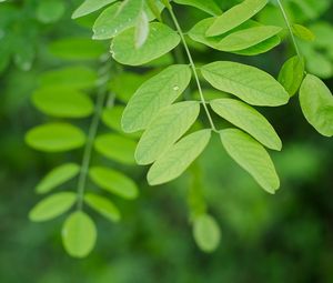 Preview wallpaper branch, leaves, macro