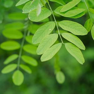 Preview wallpaper branch, leaves, macro