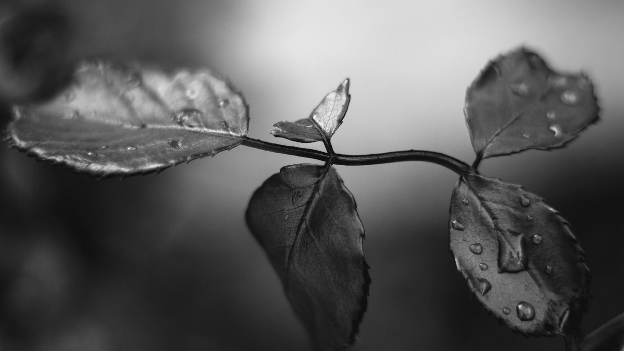 Wallpaper branch, leaves, macro, wet, black and white