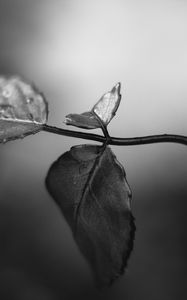 Preview wallpaper branch, leaves, macro, wet, black and white