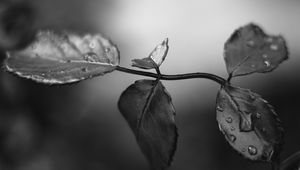 Preview wallpaper branch, leaves, macro, wet, black and white