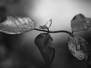 Preview wallpaper branch, leaves, macro, wet, black and white