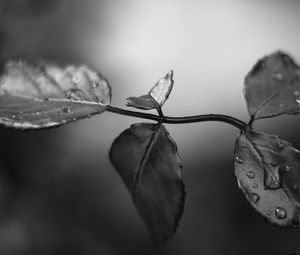 Preview wallpaper branch, leaves, macro, wet, black and white