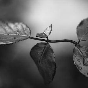 Preview wallpaper branch, leaves, macro, wet, black and white