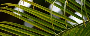 Preview wallpaper branch, leaves, macro, palm tree