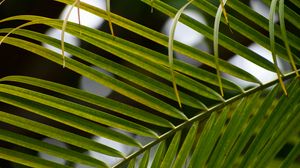Preview wallpaper branch, leaves, macro, palm tree