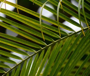 Preview wallpaper branch, leaves, macro, palm tree