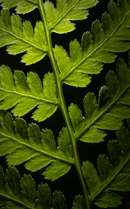 Preview wallpaper branch, leaves, macro, plant, darkness