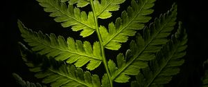 Preview wallpaper branch, leaves, macro, plant, darkness