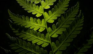 Preview wallpaper branch, leaves, macro, plant, darkness