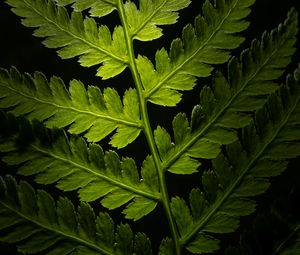 Preview wallpaper branch, leaves, macro, plant, darkness