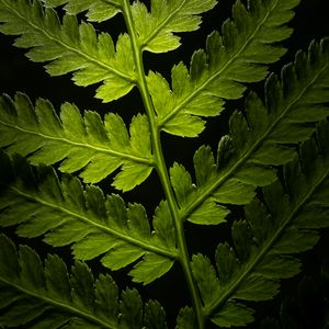 Preview wallpaper branch, leaves, macro, plant, darkness