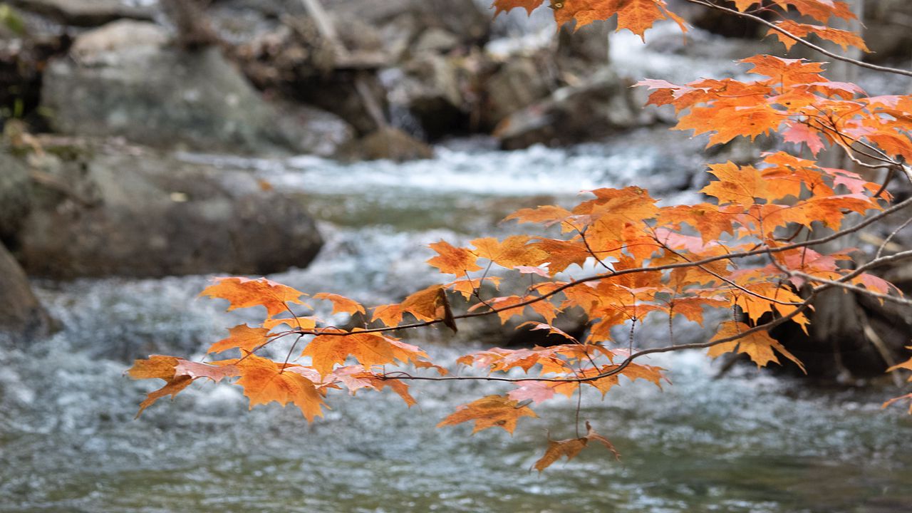 Wallpaper branch, leaves, maple, river, autumn