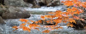 Preview wallpaper branch, leaves, maple, river, autumn