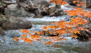 Preview wallpaper branch, leaves, maple, river, autumn