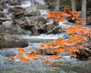 Preview wallpaper branch, leaves, maple, river, autumn