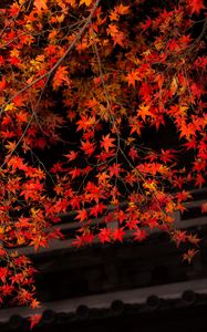 Preview wallpaper branch, leaves, maple, tree, autumn