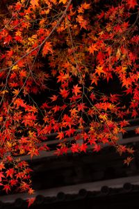 Preview wallpaper branch, leaves, maple, tree, autumn