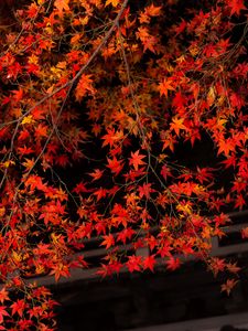 Preview wallpaper branch, leaves, maple, tree, autumn