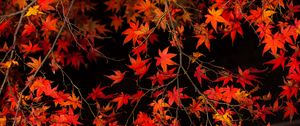 Preview wallpaper branch, leaves, maple, tree, autumn