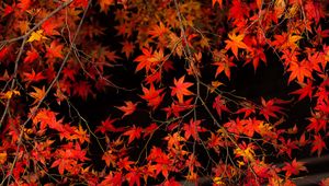 Preview wallpaper branch, leaves, maple, tree, autumn