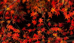 Preview wallpaper branch, leaves, maple, tree, autumn