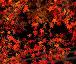 Preview wallpaper branch, leaves, maple, tree, autumn