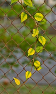 Preview wallpaper branch, leaves, mesh, plant, macro