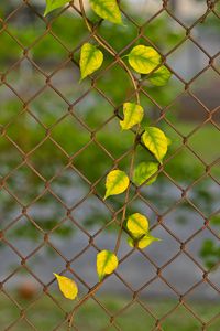 Preview wallpaper branch, leaves, mesh, plant, macro