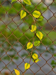 Preview wallpaper branch, leaves, mesh, plant, macro