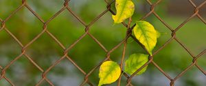 Preview wallpaper branch, leaves, mesh, plant, macro