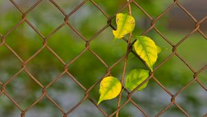 Preview wallpaper branch, leaves, mesh, plant, macro