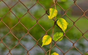 Preview wallpaper branch, leaves, mesh, plant, macro