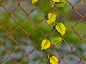 Preview wallpaper branch, leaves, mesh, plant, macro