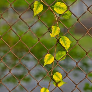 Preview wallpaper branch, leaves, mesh, plant, macro