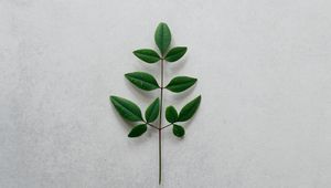 Preview wallpaper branch, leaves, minimalism, green, plant