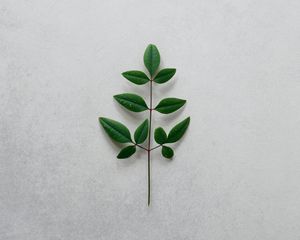 Preview wallpaper branch, leaves, minimalism, green, plant