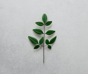 Preview wallpaper branch, leaves, minimalism, green, plant