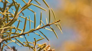 Preview wallpaper branch, leaves, needles