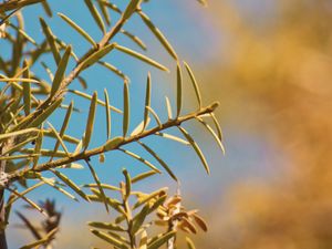 Preview wallpaper branch, leaves, needles