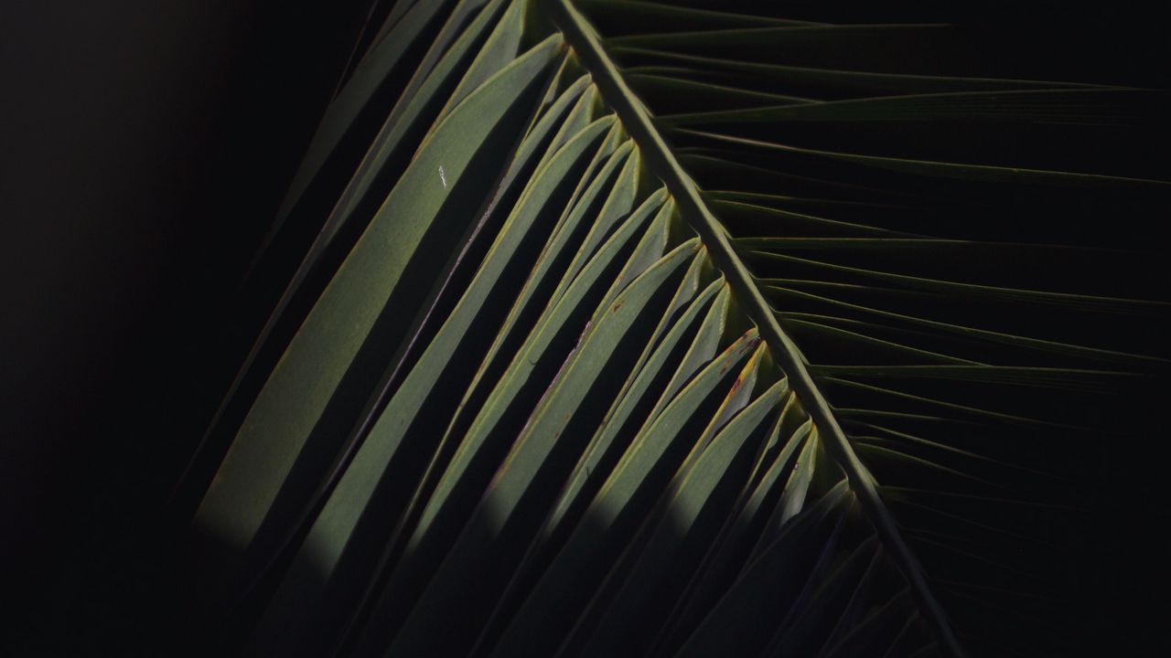 Wallpaper branch, leaves, palm, dark