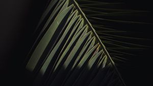 Preview wallpaper branch, leaves, palm, dark