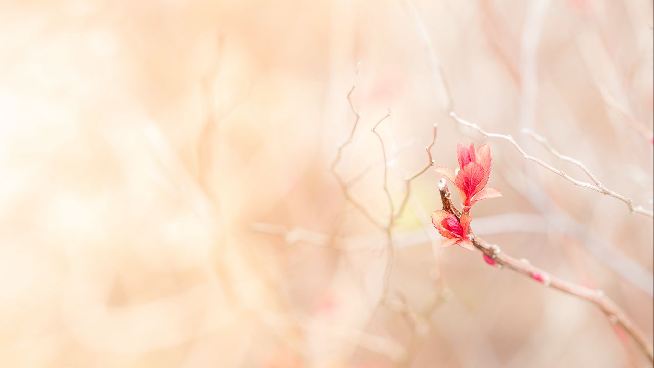Wallpaper branch, leaves, pink, delicate hd, picture, image