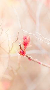 Preview wallpaper branch, leaves, pink, delicate