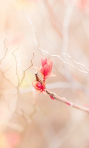 Preview wallpaper branch, leaves, pink, delicate