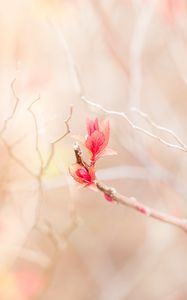 Preview wallpaper branch, leaves, pink, delicate