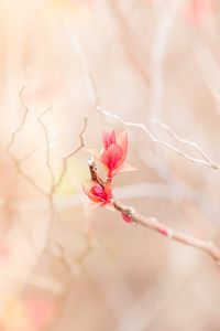Preview wallpaper branch, leaves, pink, delicate