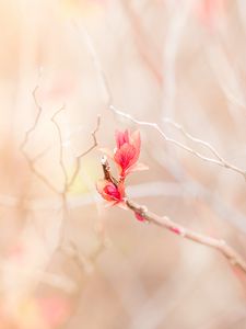Preview wallpaper branch, leaves, pink, delicate